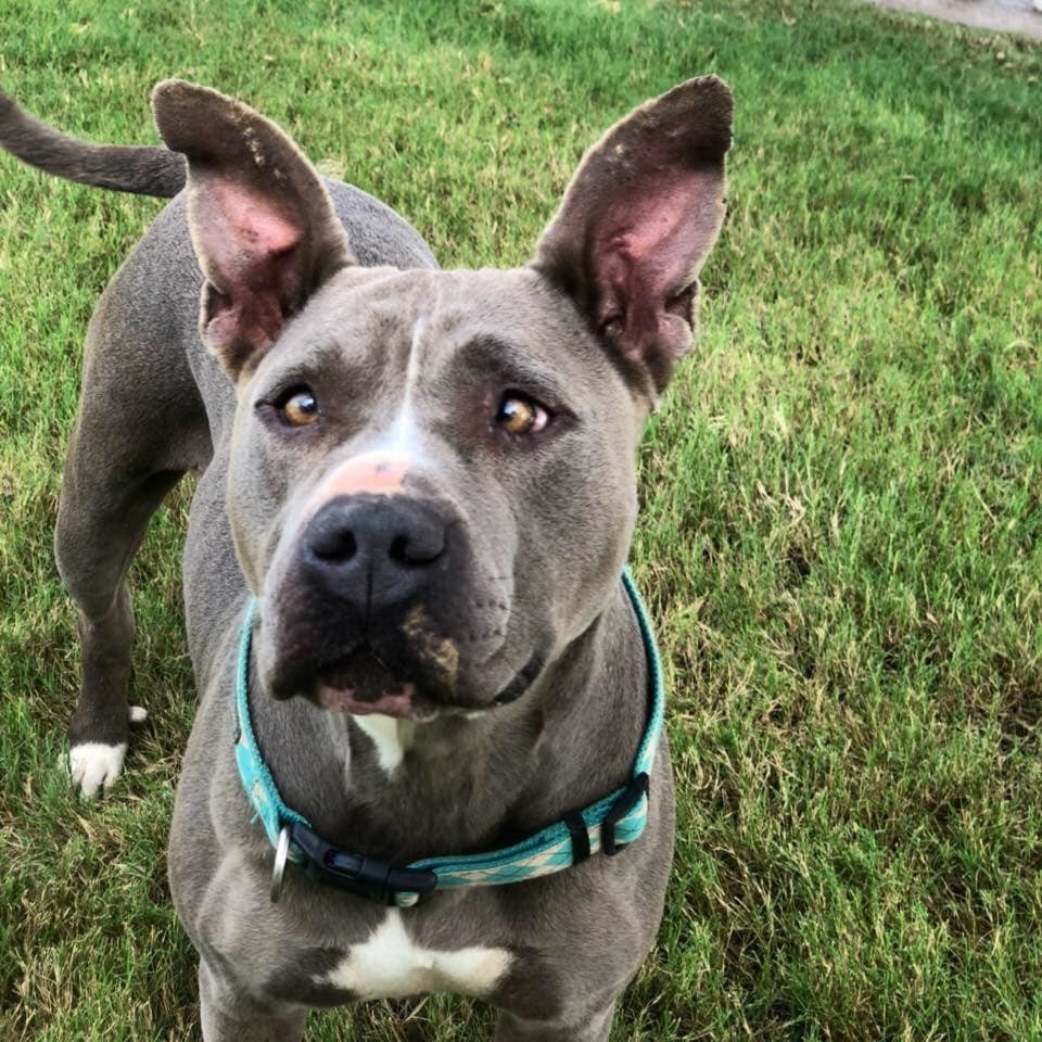 Nadine, an adoptable Pit Bull Terrier, American Staffordshire Terrier in San Angelo , TX, 76904 | Photo Image 1