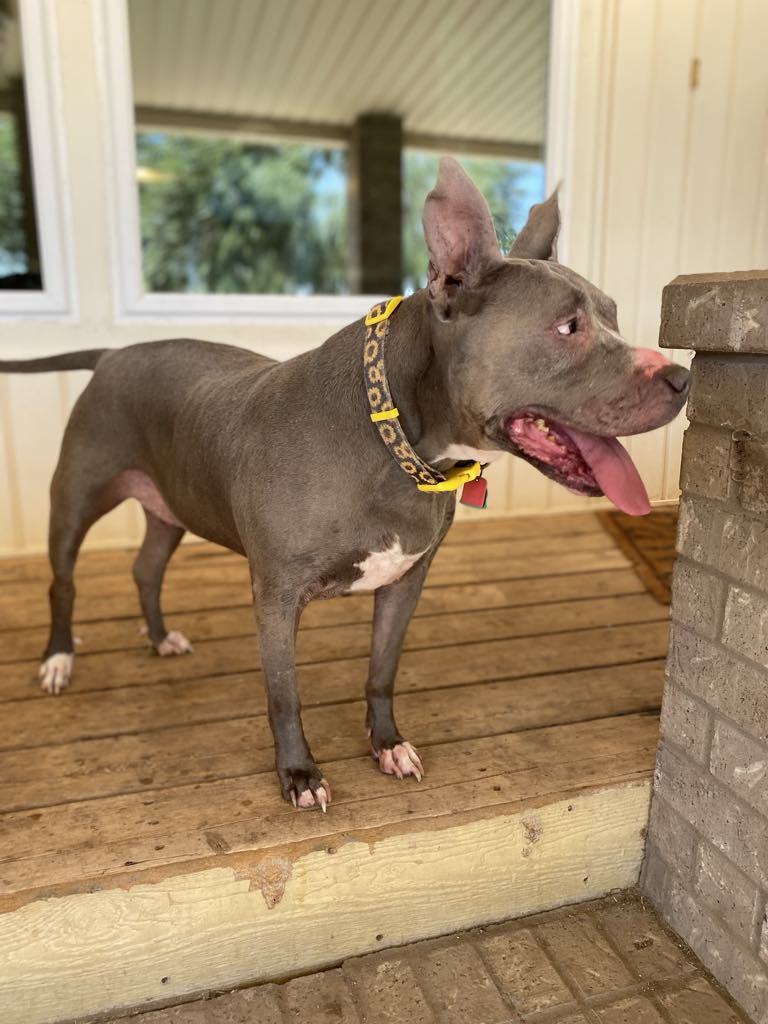 Nadine, an adoptable Pit Bull Terrier, American Staffordshire Terrier in San Angelo , TX, 76904 | Photo Image 2