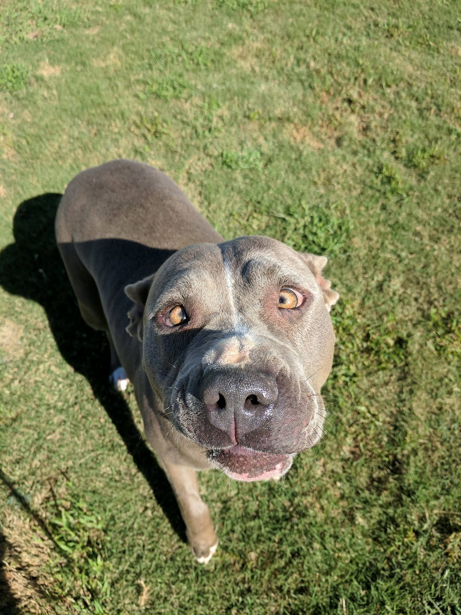 Nadine, an adoptable Pit Bull Terrier, American Staffordshire Terrier in San Angelo , TX, 76904 | Photo Image 3