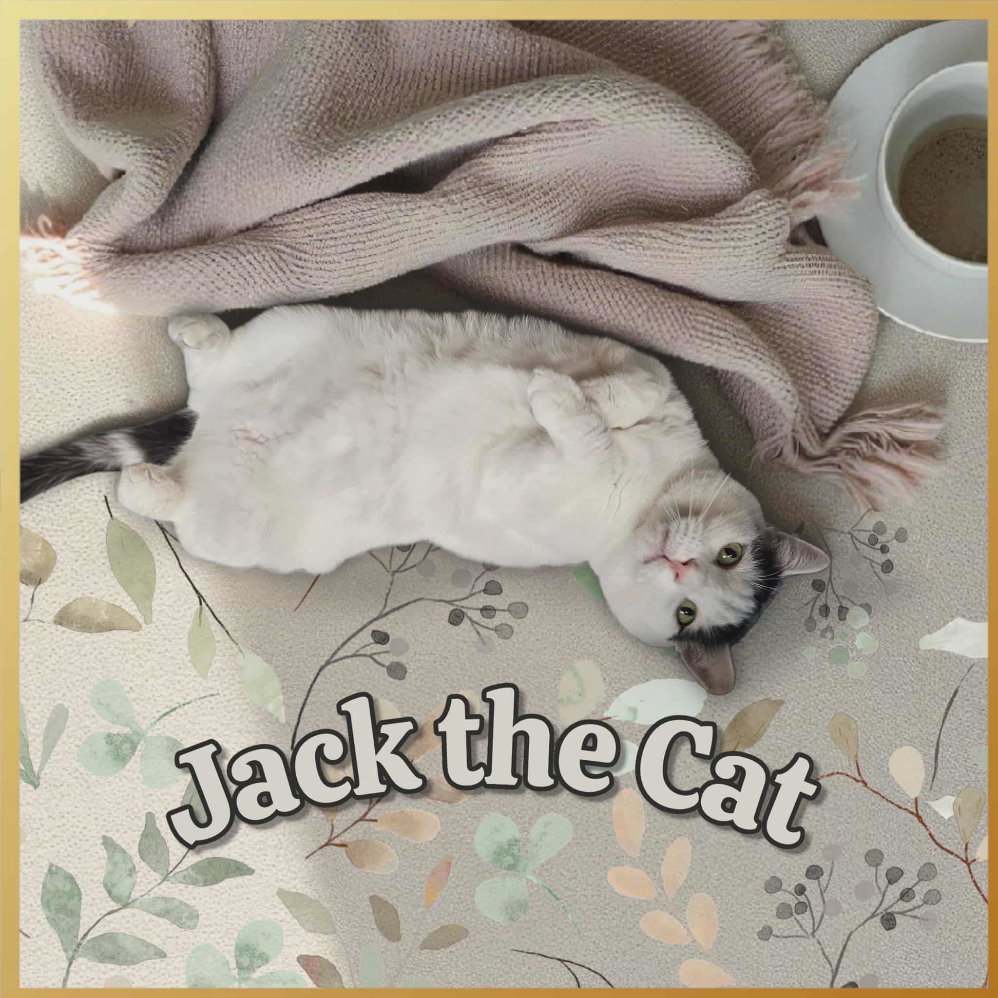 Jack, an adoptable Domestic Short Hair in San Angelo , TX, 76904 | Photo Image 1