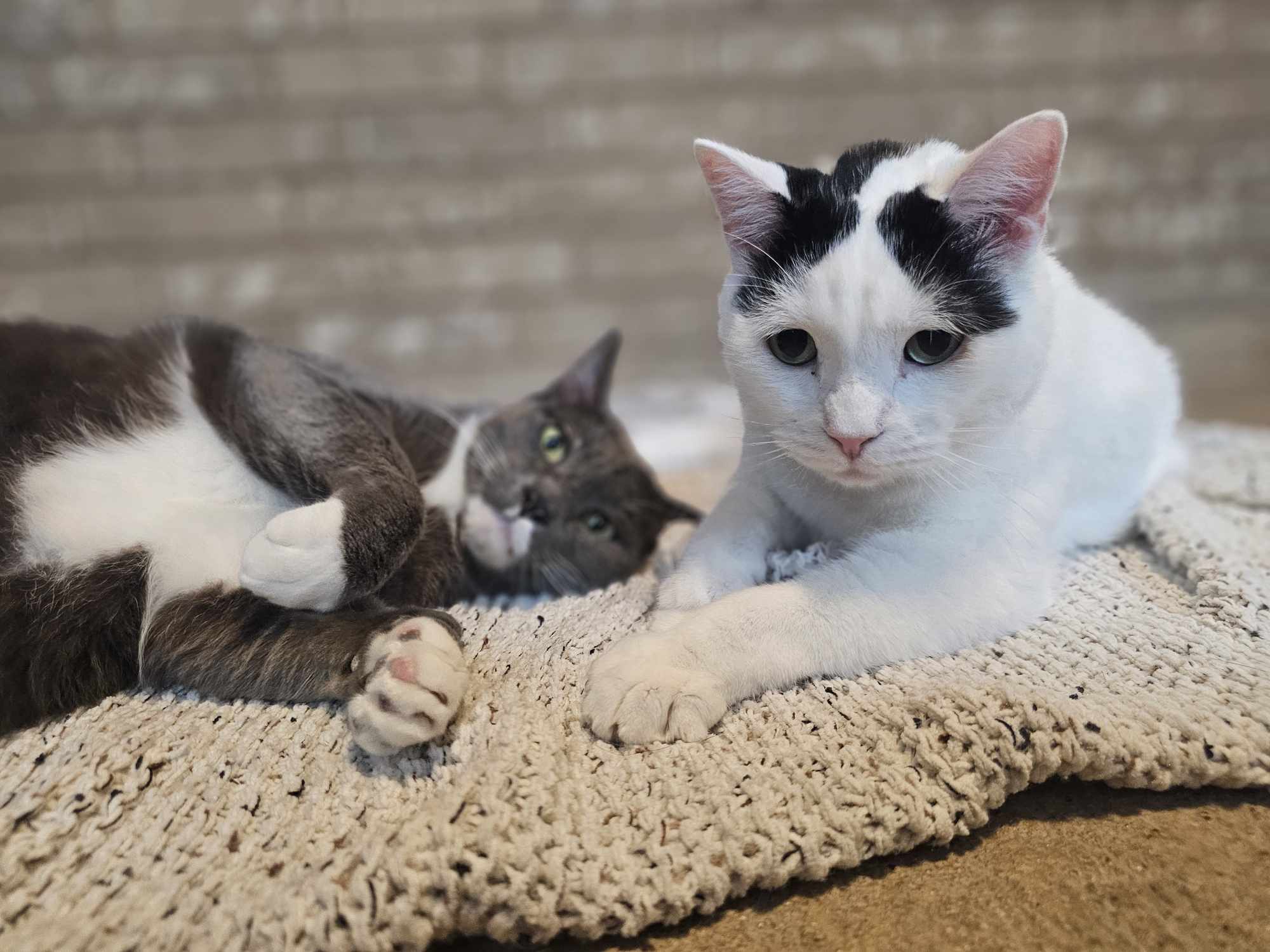 Jack, an adoptable Domestic Short Hair in San Angelo , TX, 76904 | Photo Image 3