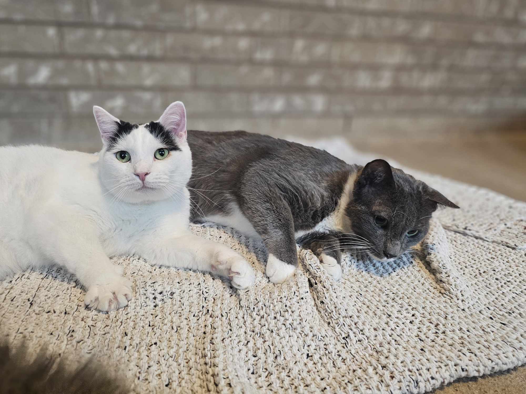 Jack, an adoptable Domestic Short Hair in San Angelo , TX, 76904 | Photo Image 3