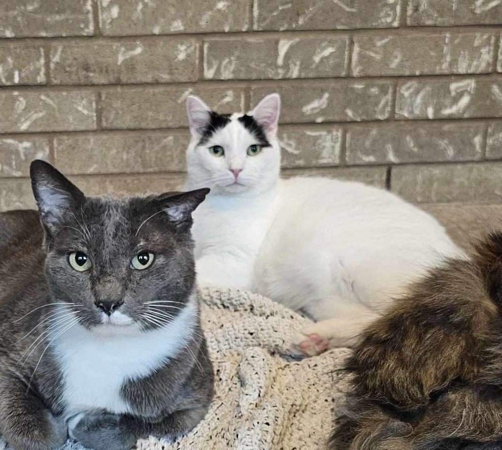 Jack, an adoptable Domestic Short Hair in San Angelo , TX, 76904 | Photo Image 5