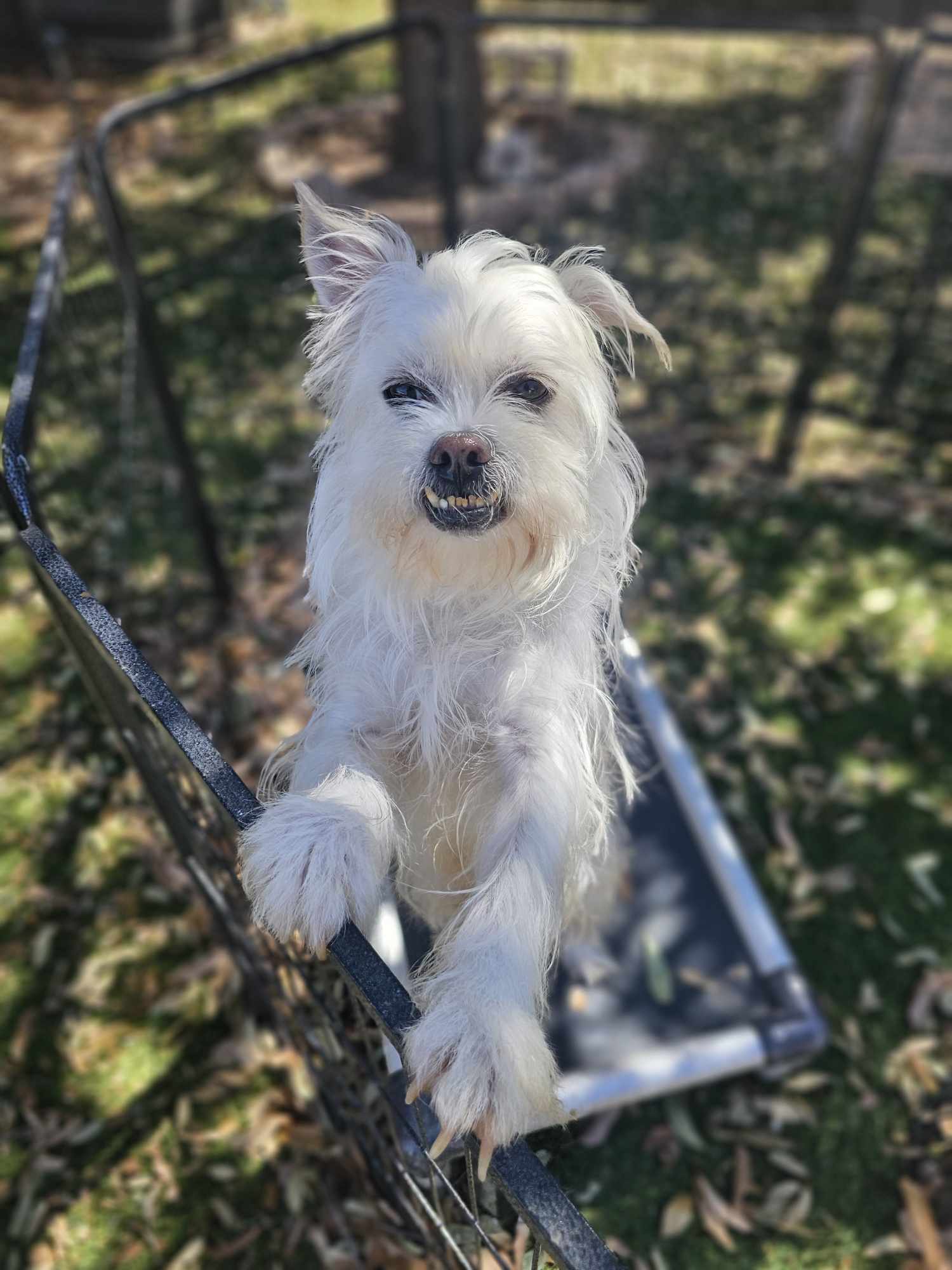 Dax, an adoptable Shih Tzu in San Angelo , TX, 76904 | Photo Image 1