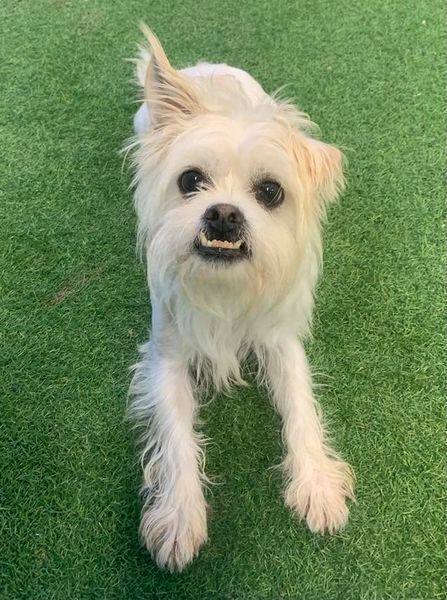 Dax, an adoptable Shih Tzu in San Angelo , TX, 76904 | Photo Image 2