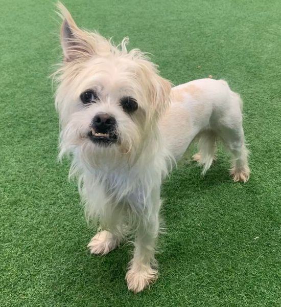 Dax, an adoptable Shih Tzu in San Angelo , TX, 76904 | Photo Image 3