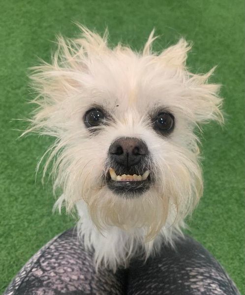 Dax, an adoptable Shih Tzu in San Angelo , TX, 76904 | Photo Image 4