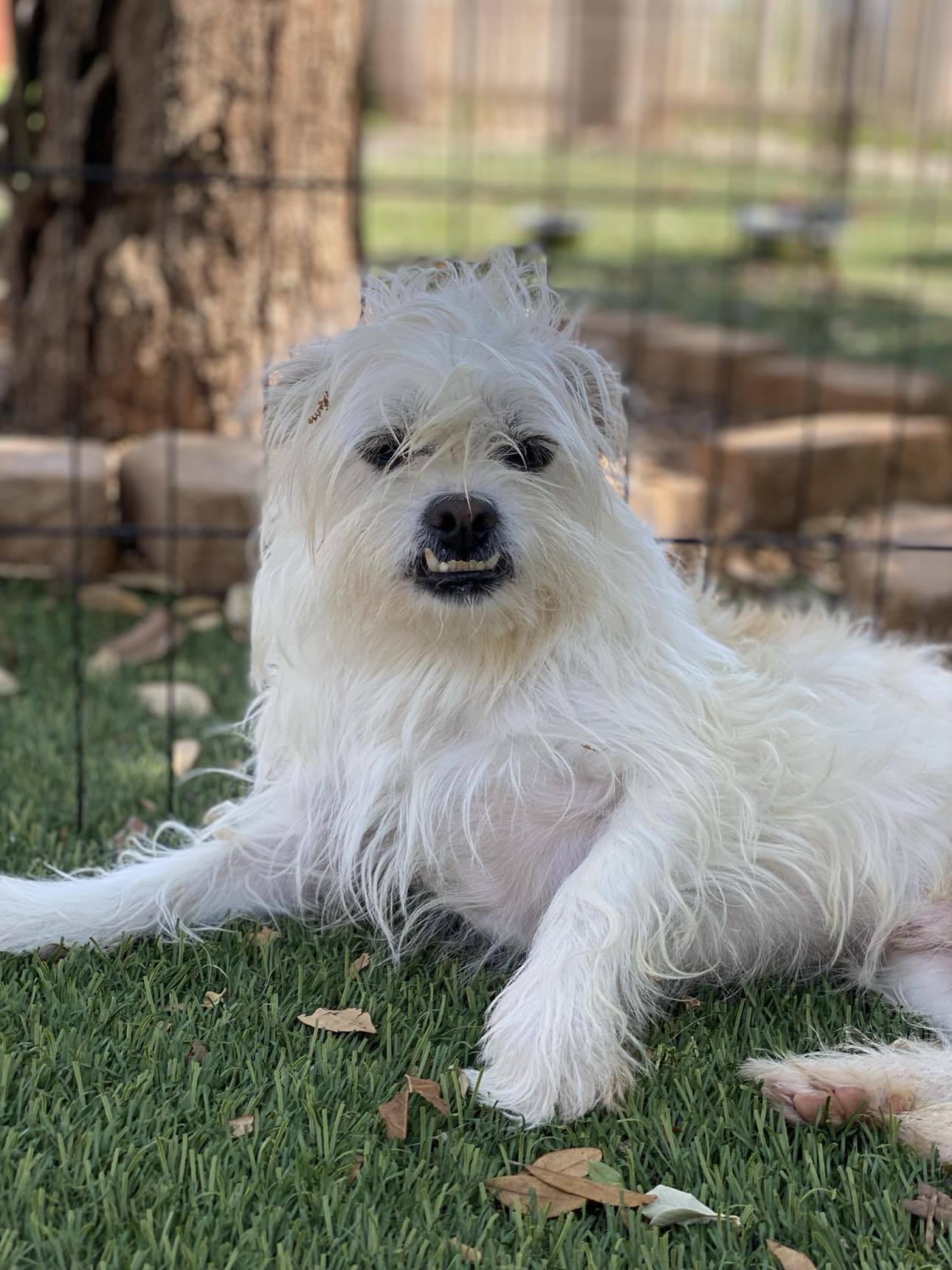 Dax, an adoptable Shih Tzu in San Angelo , TX, 76904 | Photo Image 5