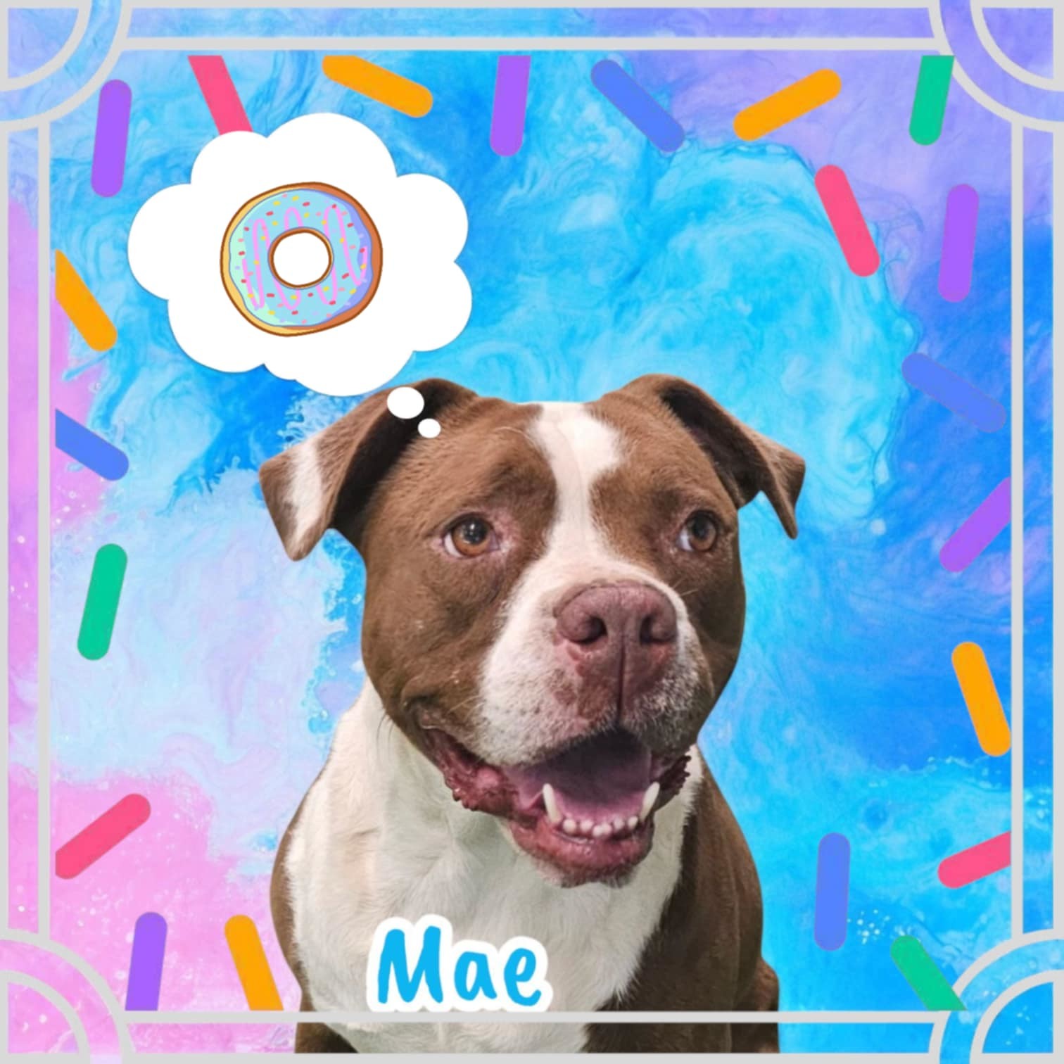 Mae, an adoptable American Staffordshire Terrier, American Bulldog in San Angelo , TX, 76904 | Photo Image 1