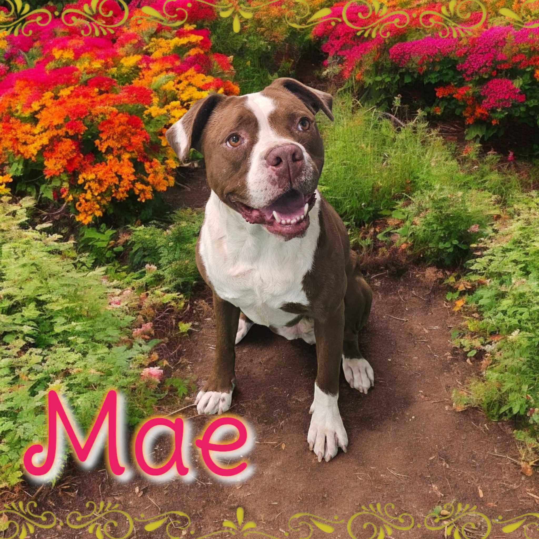 Mae, an adoptable American Staffordshire Terrier, American Bulldog in San Angelo , TX, 76904 | Photo Image 2