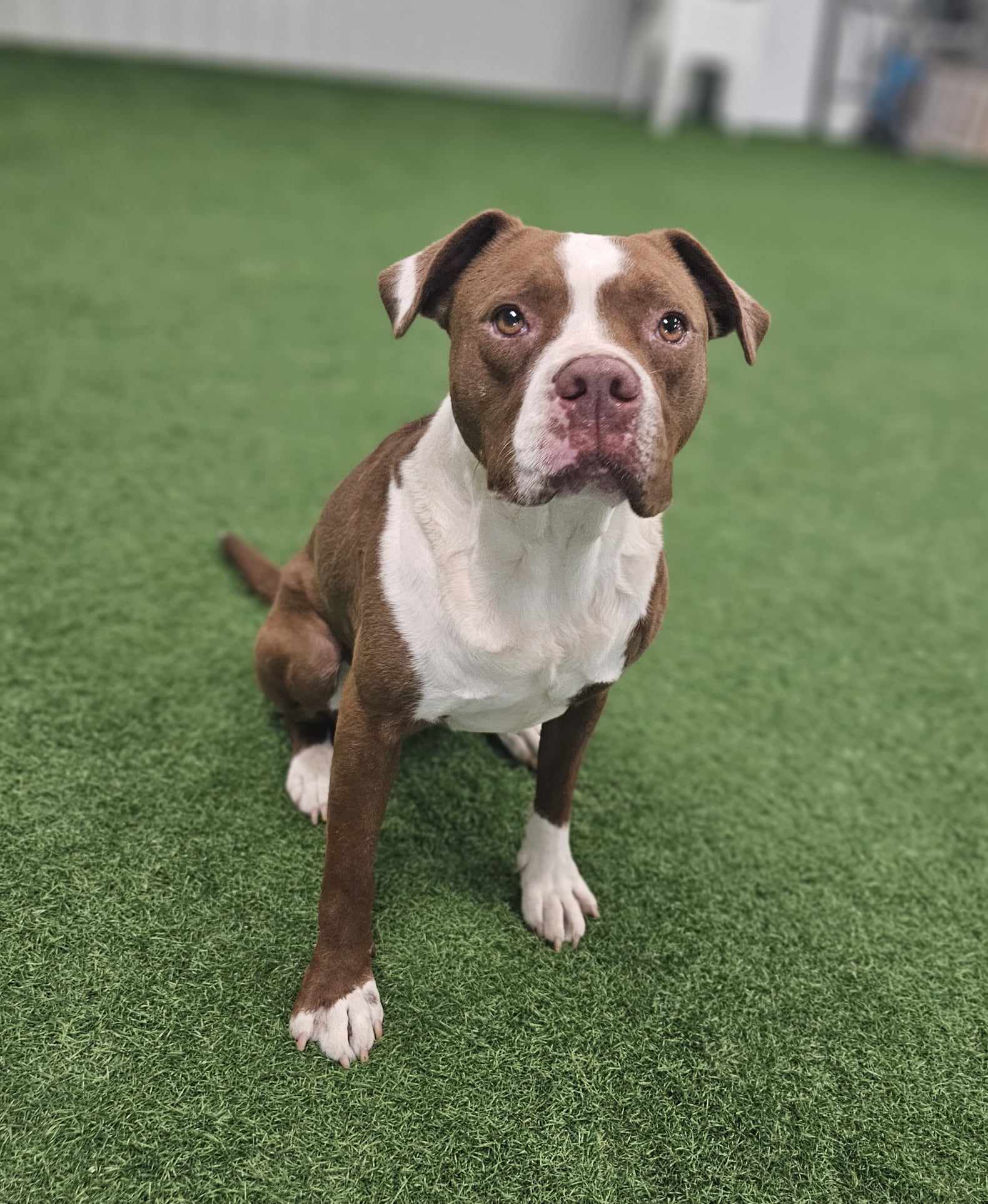 Mae, an adoptable American Staffordshire Terrier, American Bulldog in San Angelo , TX, 76904 | Photo Image 3