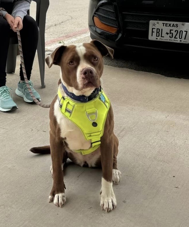 Mae, an adoptable American Staffordshire Terrier, American Bulldog in San Angelo , TX, 76904 | Photo Image 4