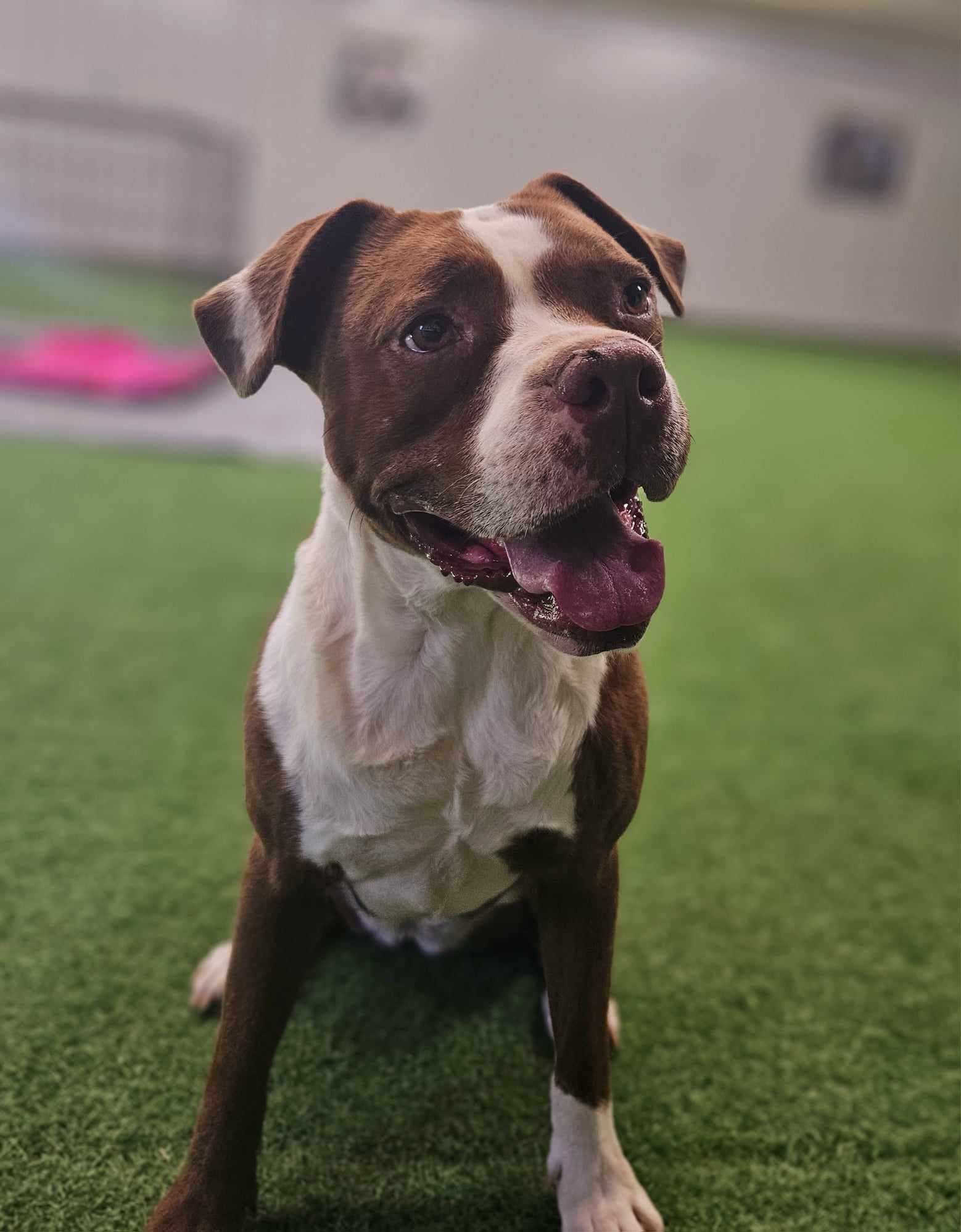 Mae, an adoptable American Staffordshire Terrier, American Bulldog in San Angelo , TX, 76904 | Photo Image 5