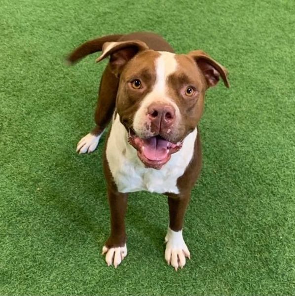 Mae, an adoptable American Staffordshire Terrier, American Bulldog in San Angelo , TX, 76904 | Photo Image 6