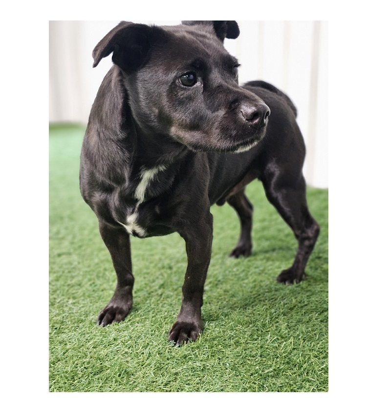 Oliver, an adoptable Dachshund in San Angelo , TX, 76904 | Photo Image 1