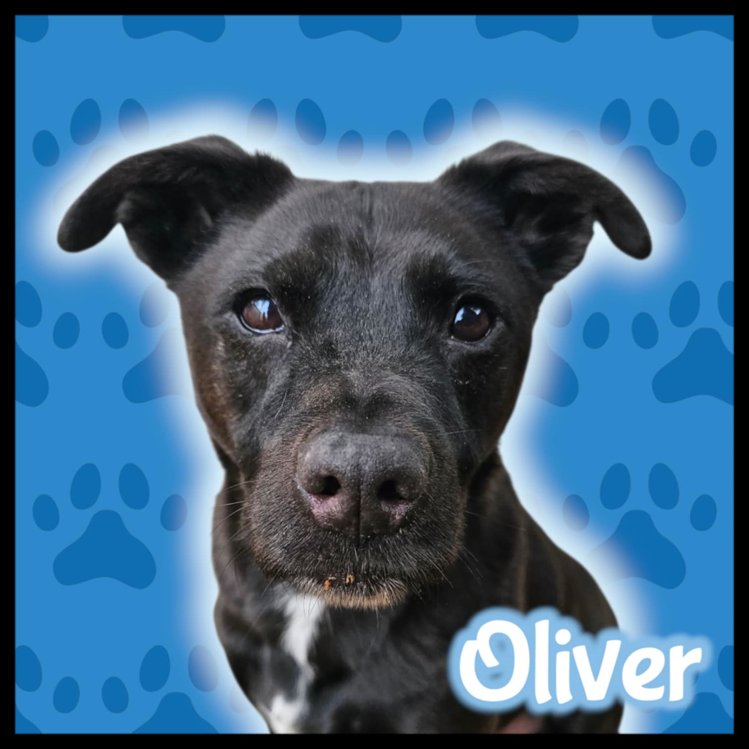 Oliver, an adoptable Dachshund in San Angelo , TX, 76904 | Photo Image 1