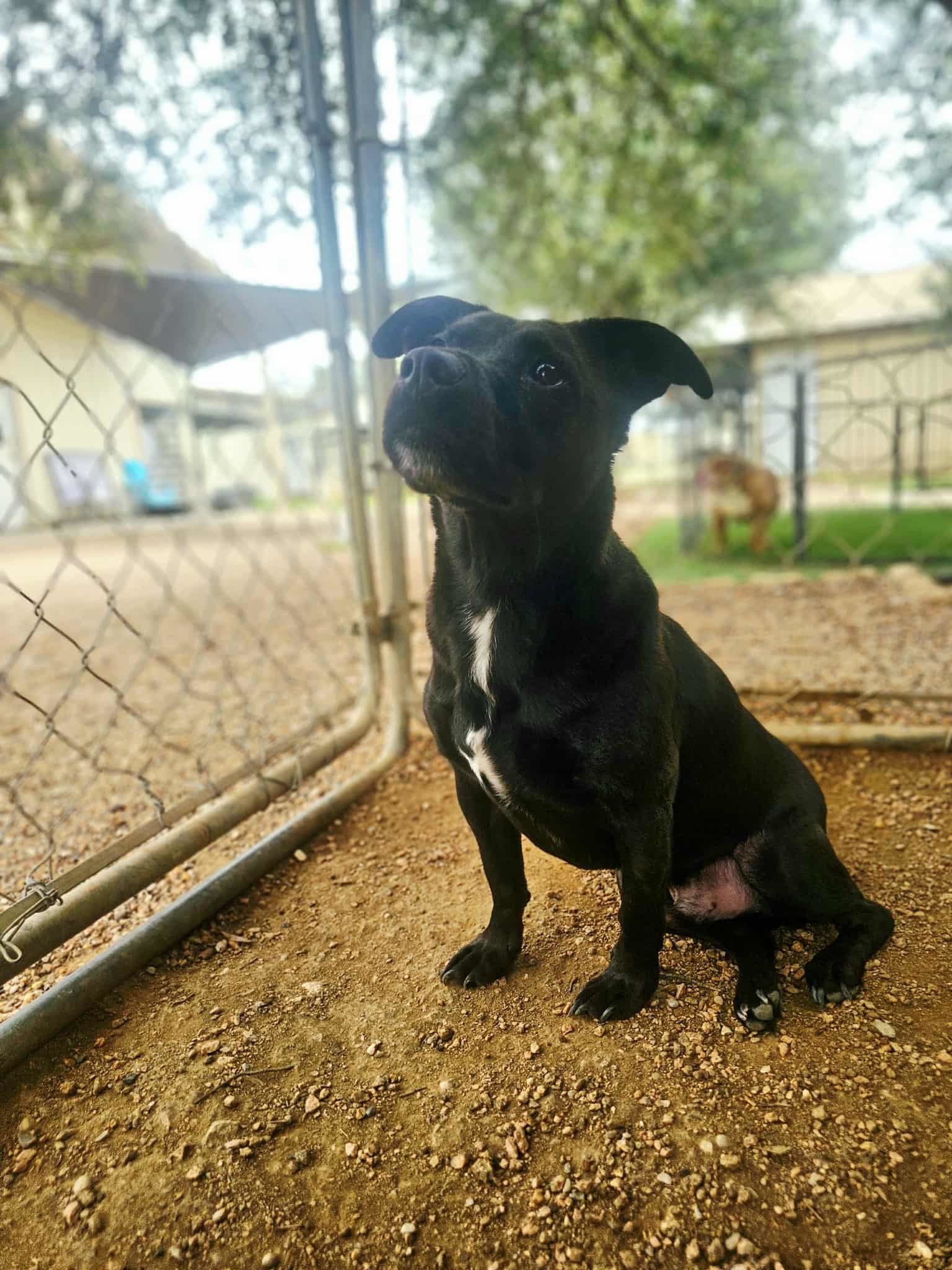Oliver, an adoptable Dachshund in San Angelo , TX, 76904 | Photo Image 2