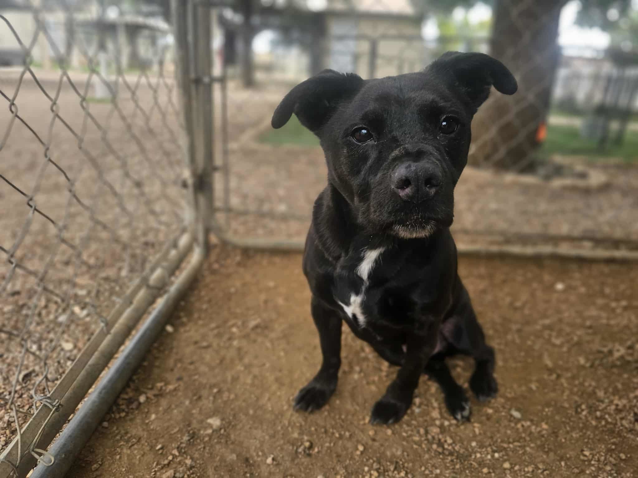 Oliver, an adoptable Dachshund in San Angelo , TX, 76904 | Photo Image 3
