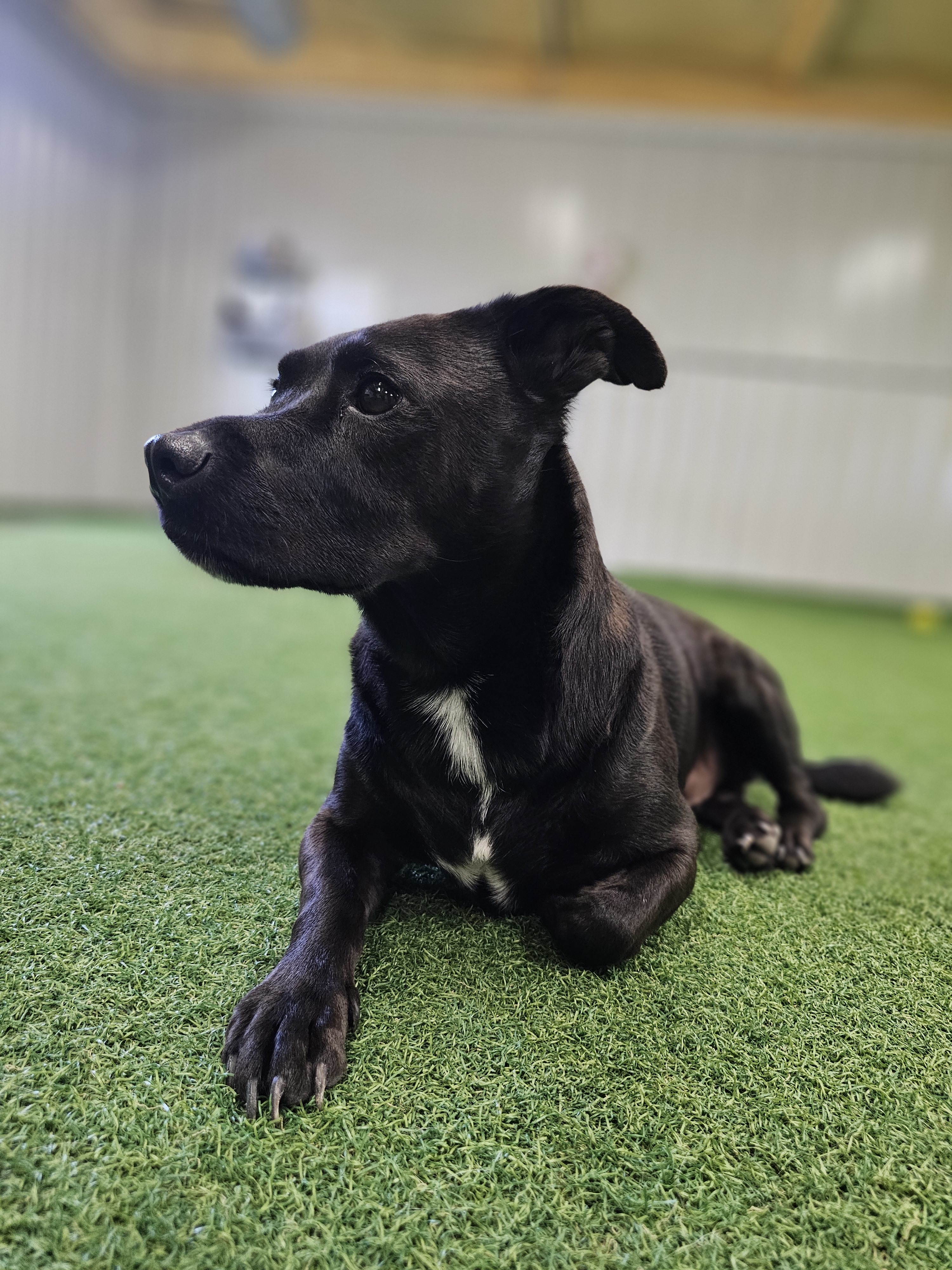 Oliver, an adoptable Dachshund in San Angelo , TX, 76904 | Photo Image 5