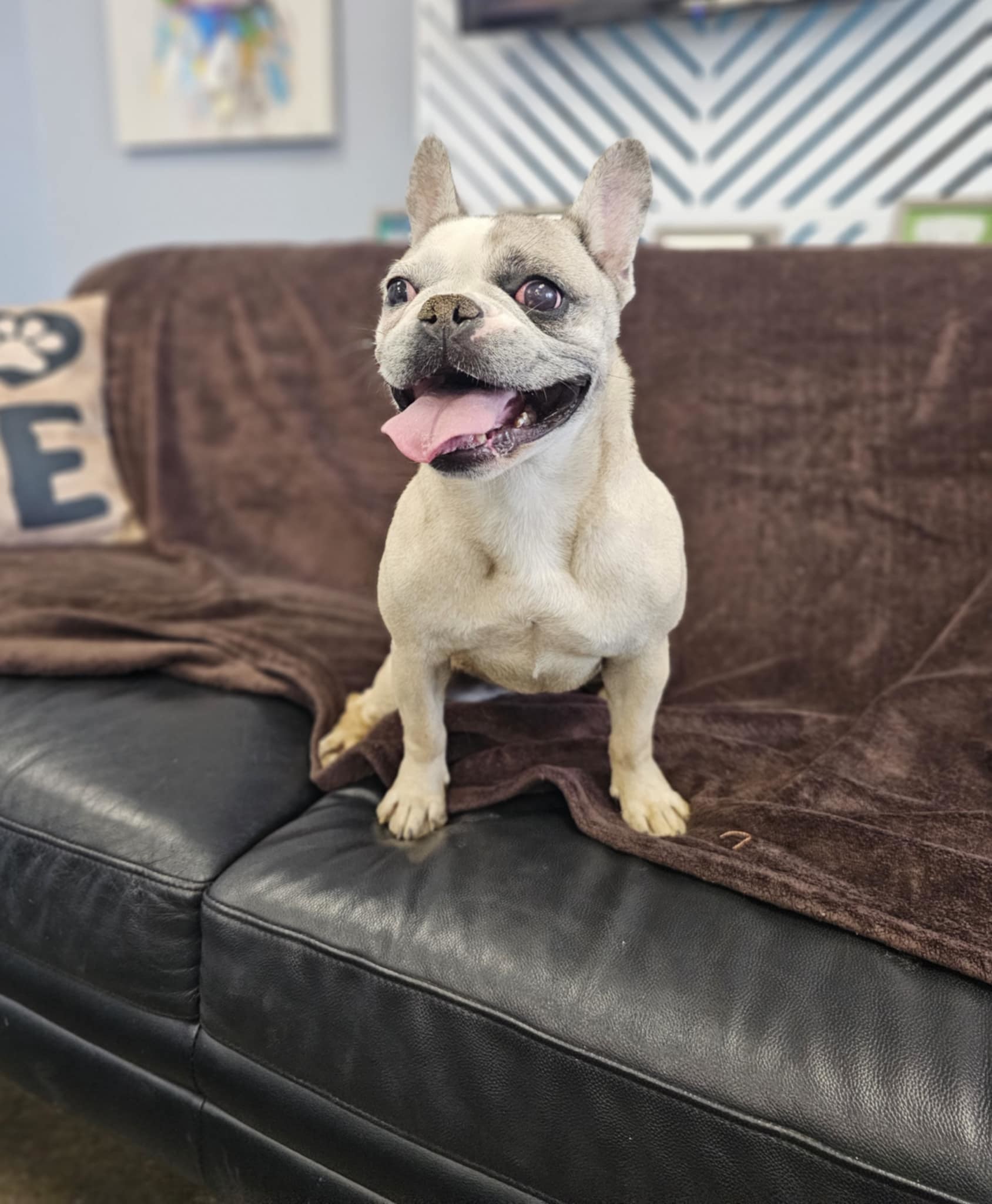 Smudge, an adoptable French Bulldog, Boston Terrier in San Angelo , TX, 76904 | Photo Image 1