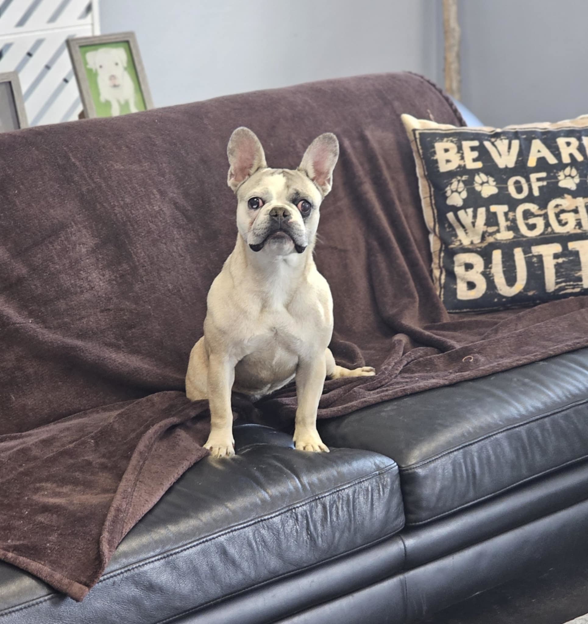 Smudge, an adoptable French Bulldog, Boston Terrier in San Angelo , TX, 76904 | Photo Image 2
