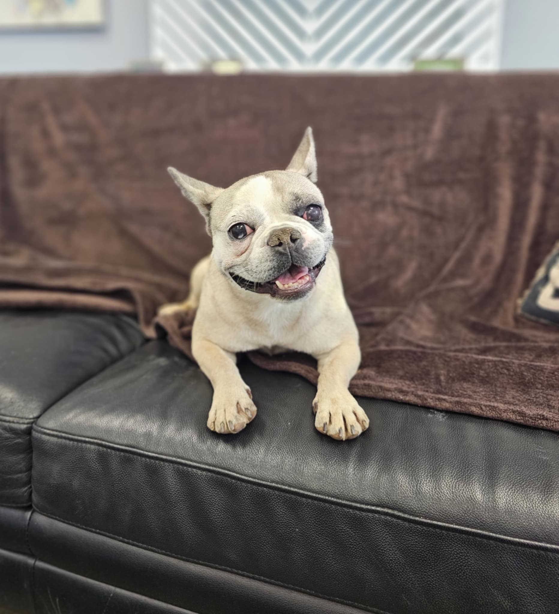 Smudge, an adoptable French Bulldog, Boston Terrier in San Angelo , TX, 76904 | Photo Image 3