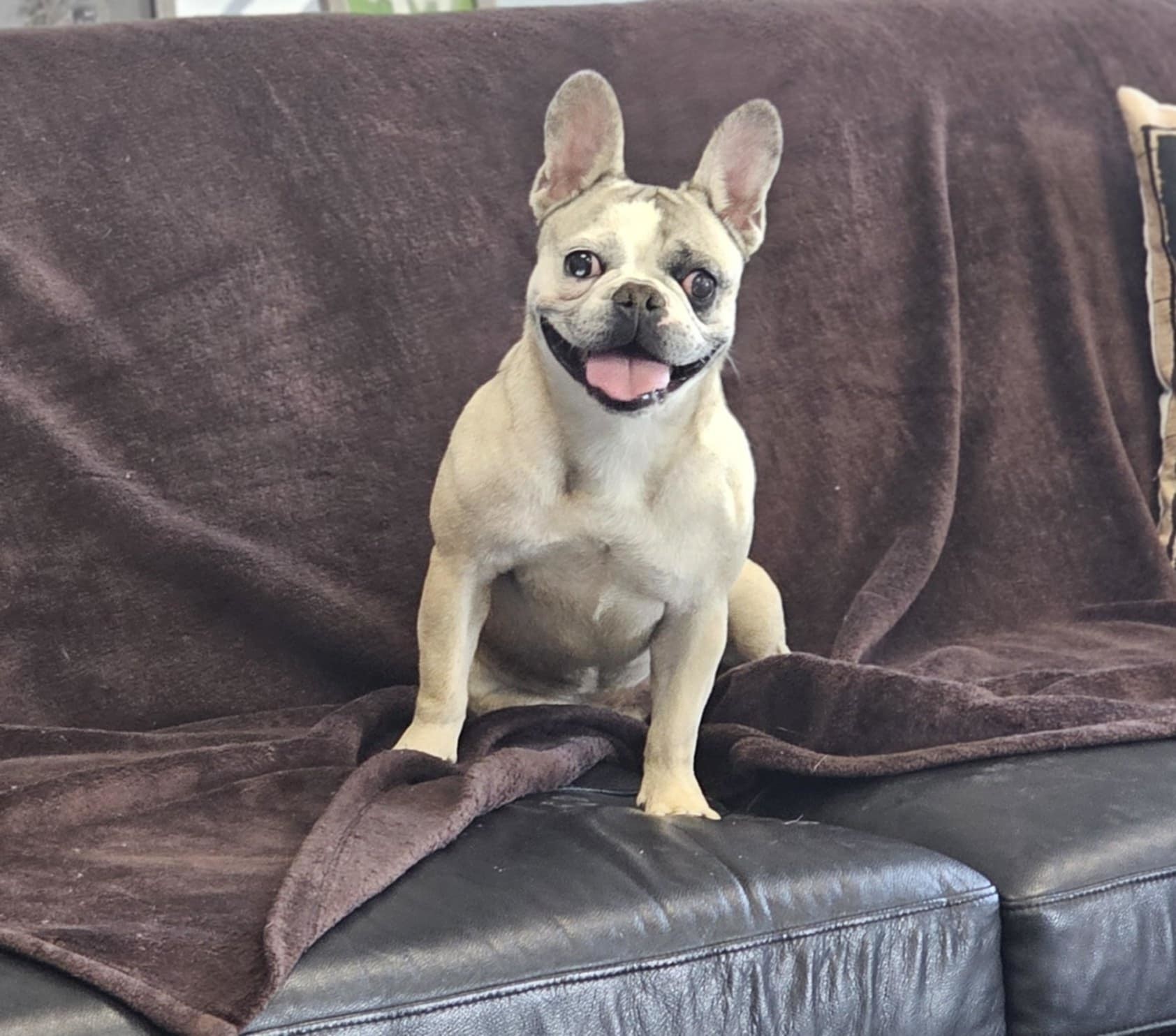 Smudge, an adoptable French Bulldog, Boston Terrier in San Angelo , TX, 76904 | Photo Image 4