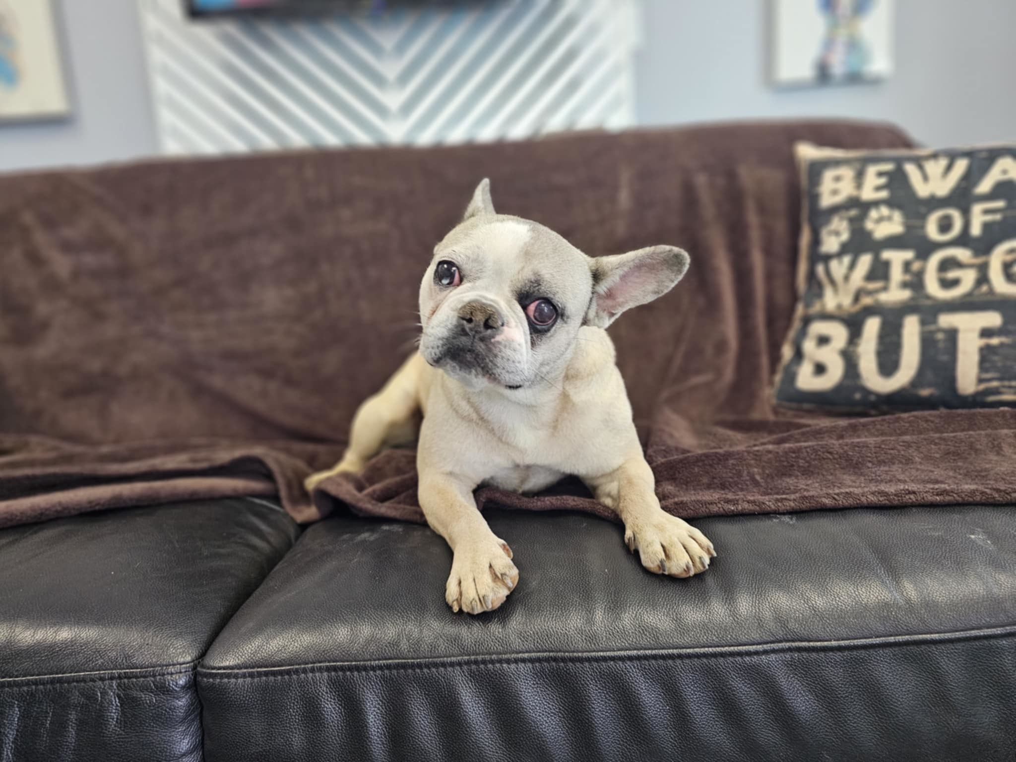 Smudge, an adoptable French Bulldog, Boston Terrier in San Angelo , TX, 76904 | Photo Image 5