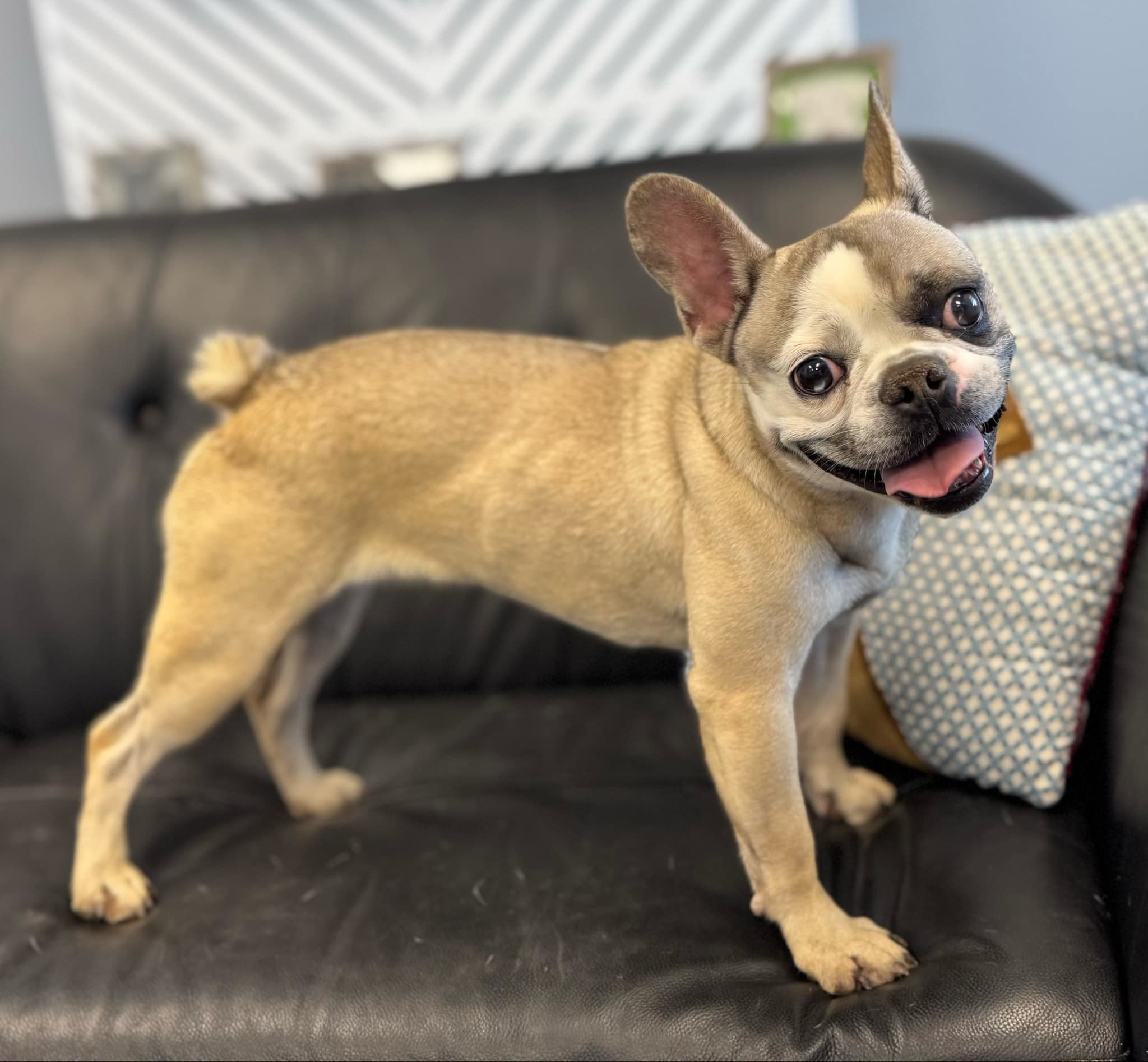 Smudge, an adoptable French Bulldog, Boston Terrier in San Angelo , TX, 76904 | Photo Image 6