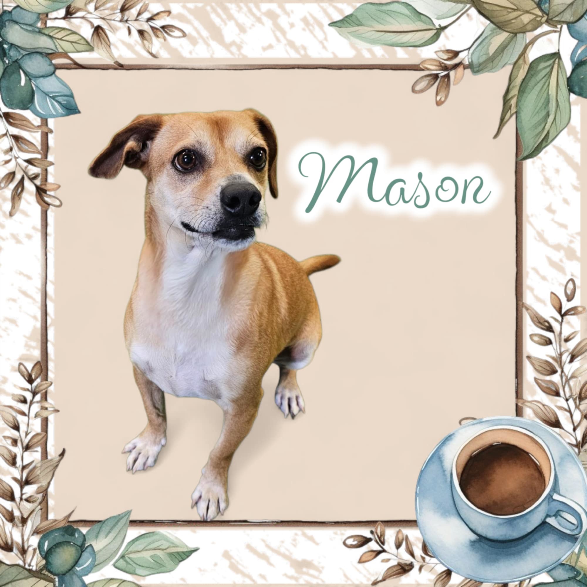 Mason, an adoptable Beagle in San Angelo , TX, 76904 | Photo Image 1