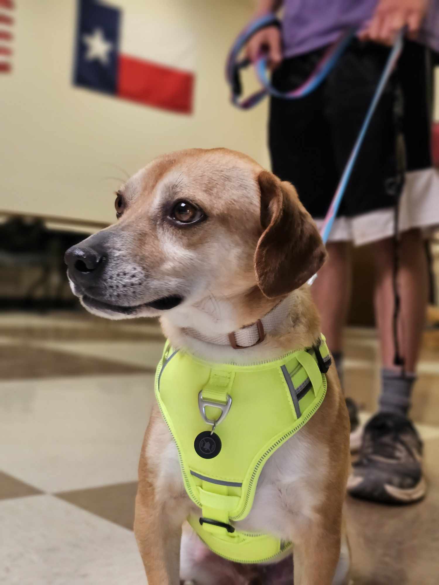 Mason, an adoptable Beagle in San Angelo , TX, 76904 | Photo Image 2