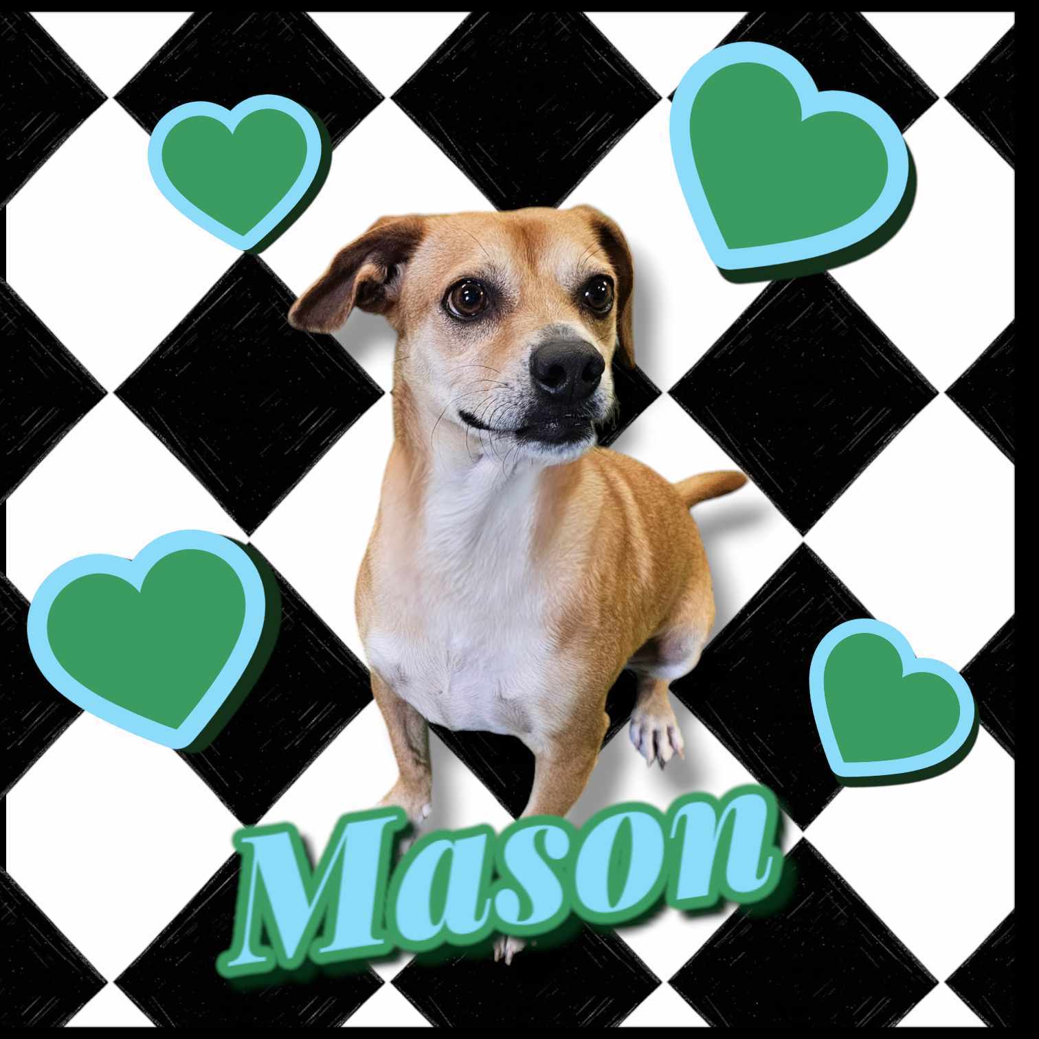 Mason, an adoptable Beagle in San Angelo , TX, 76904 | Photo Image 3