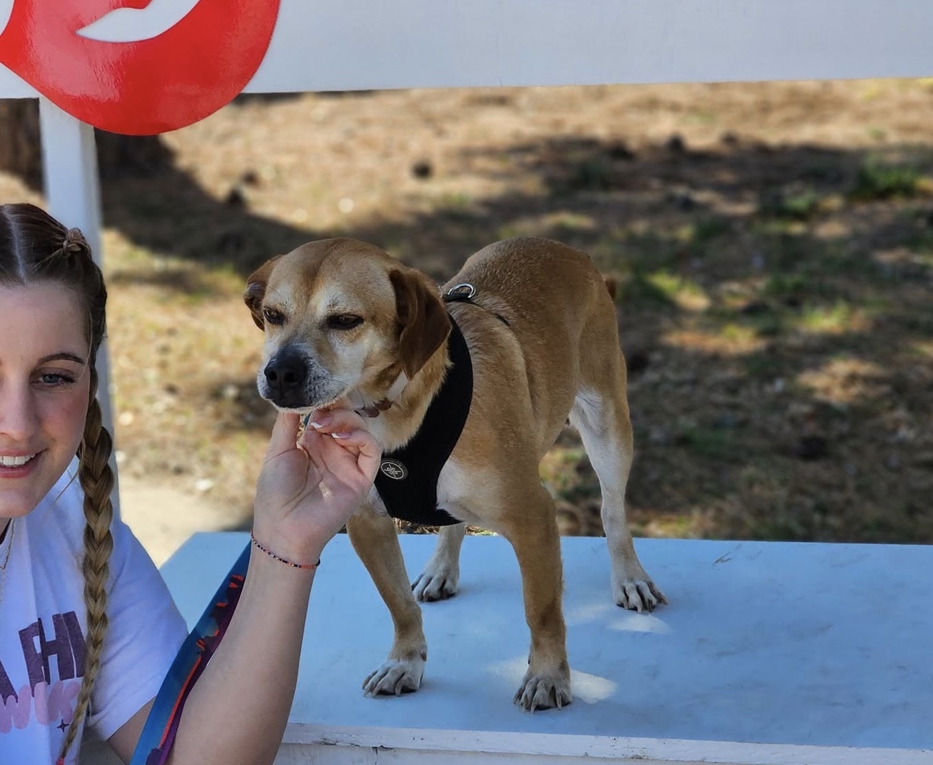 Mason, an adoptable Beagle in San Angelo , TX, 76904 | Photo Image 4