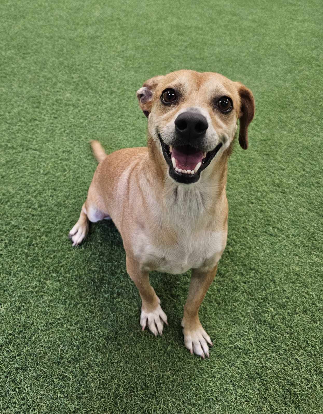 Mason, an adoptable Beagle in San Angelo , TX, 76904 | Photo Image 5