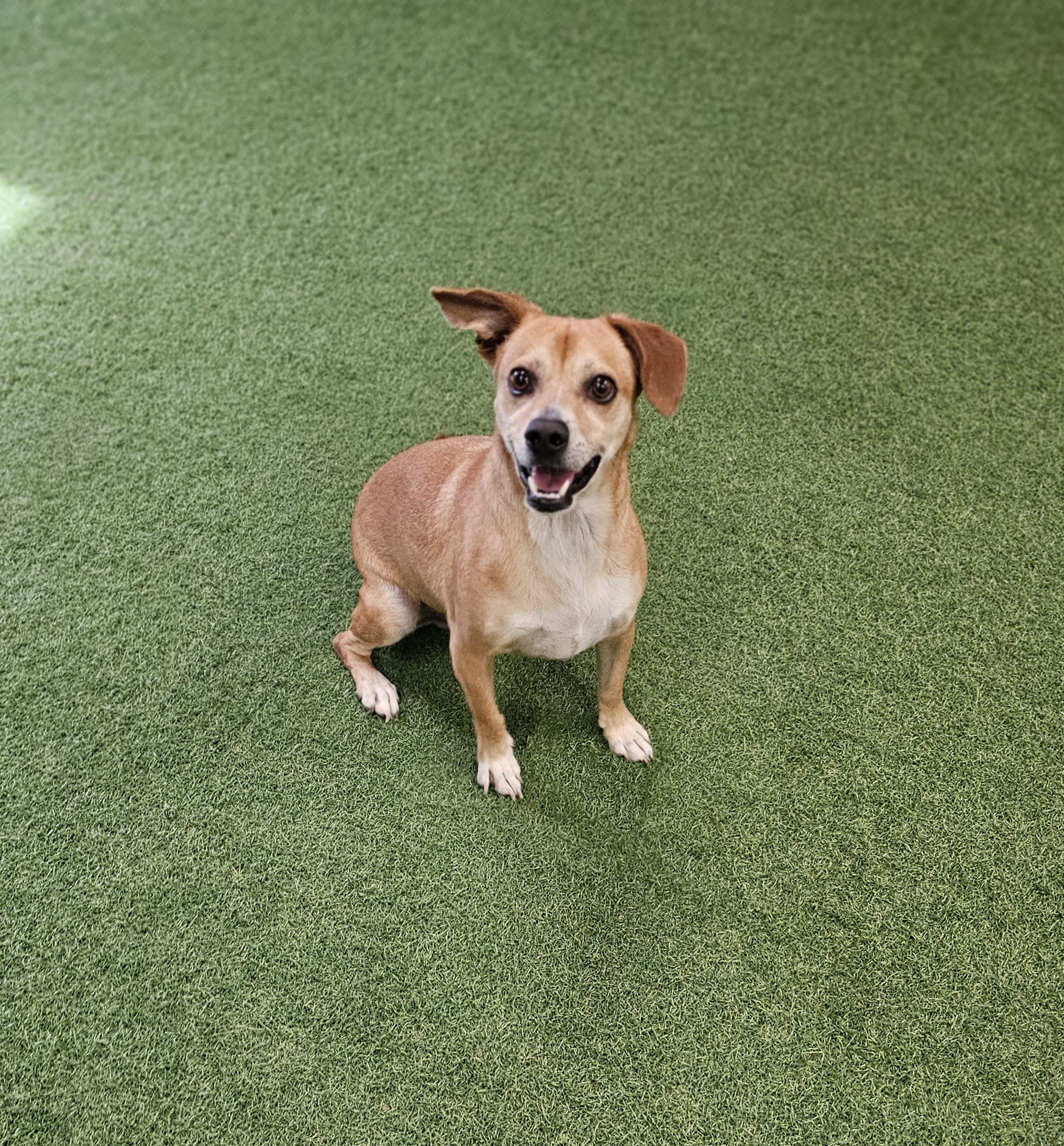 Mason, an adoptable Beagle in San Angelo , TX, 76904 | Photo Image 6