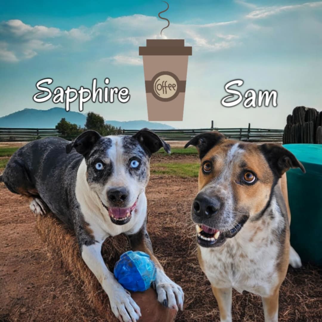 Sam, an adoptable Australian Cattle Dog / Blue Heeler in San Angelo , TX, 76904 | Photo Image 1