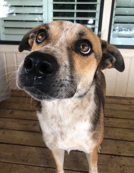 Sam, an adoptable Australian Cattle Dog / Blue Heeler in San Angelo , TX, 76904 | Photo Image 2