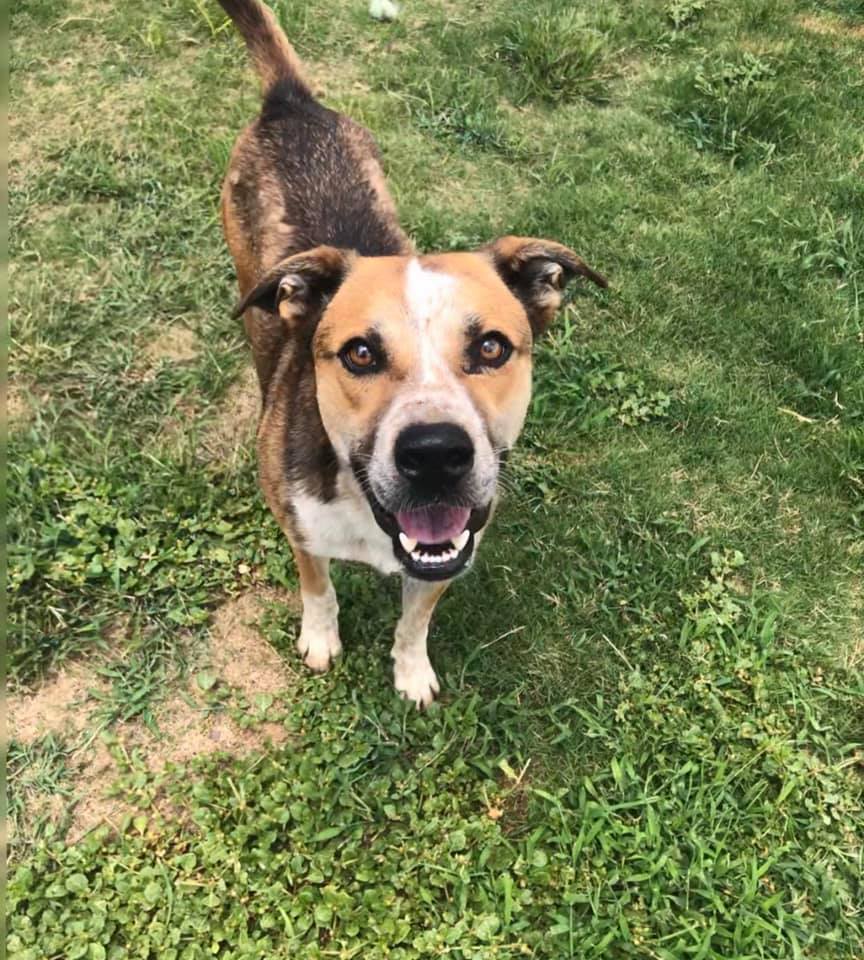 Sam, an adoptable Australian Cattle Dog / Blue Heeler in San Angelo , TX, 76904 | Photo Image 3