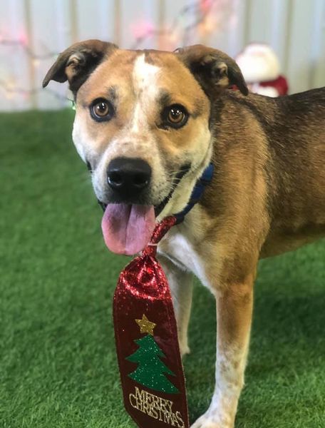 Sam, an adoptable Australian Cattle Dog / Blue Heeler in San Angelo , TX, 76904 | Photo Image 4