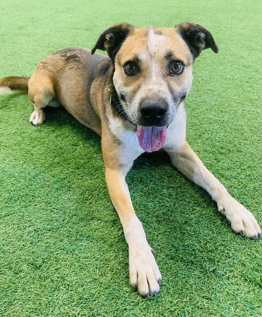 Sam, an adoptable Australian Cattle Dog / Blue Heeler in San Angelo , TX, 76904 | Photo Image 5
