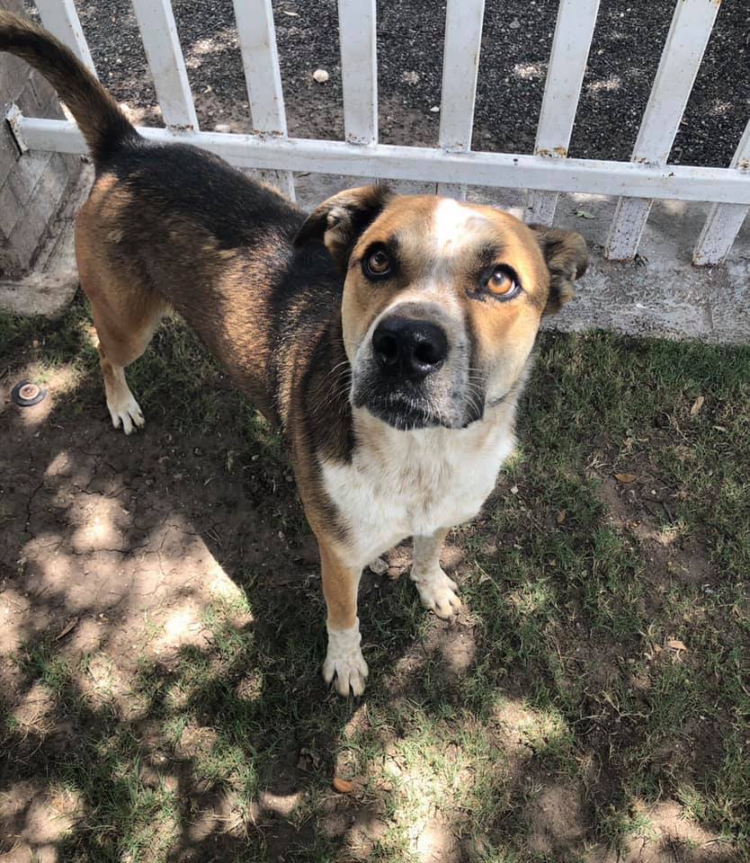 Sam, an adoptable Australian Cattle Dog / Blue Heeler in San Angelo , TX, 76904 | Photo Image 6