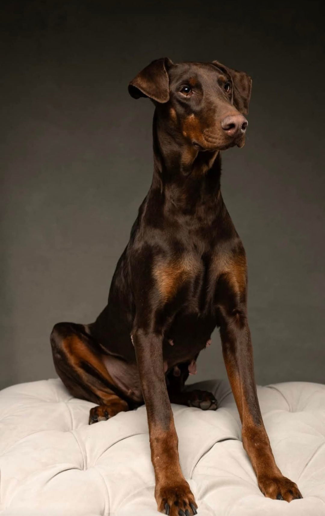 Faith-Adoption Pending