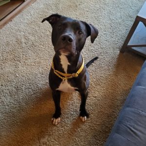 Scooby, Baby Male Pit Bull Terrier