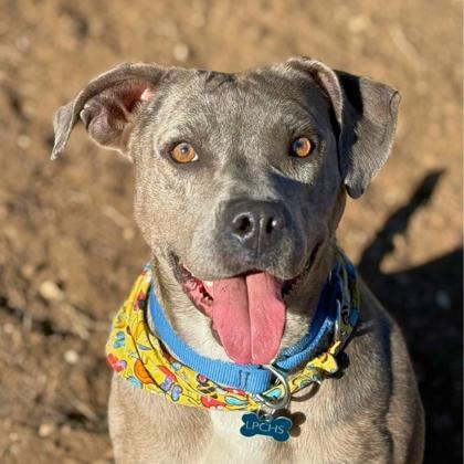 Maple, an adoptable Catahoula Leopard Dog, Pit Bull Terrier in Durango, CO, 81301 | Photo Image 1