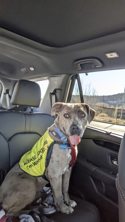 Maple, an adoptable Catahoula Leopard Dog, Pit Bull Terrier in Durango, CO, 81301 | Photo Image 2