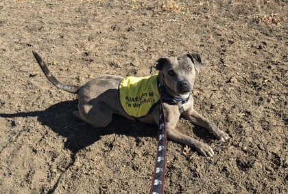 Maple, an adoptable Catahoula Leopard Dog, Pit Bull Terrier in Durango, CO, 81301 | Photo Image 3