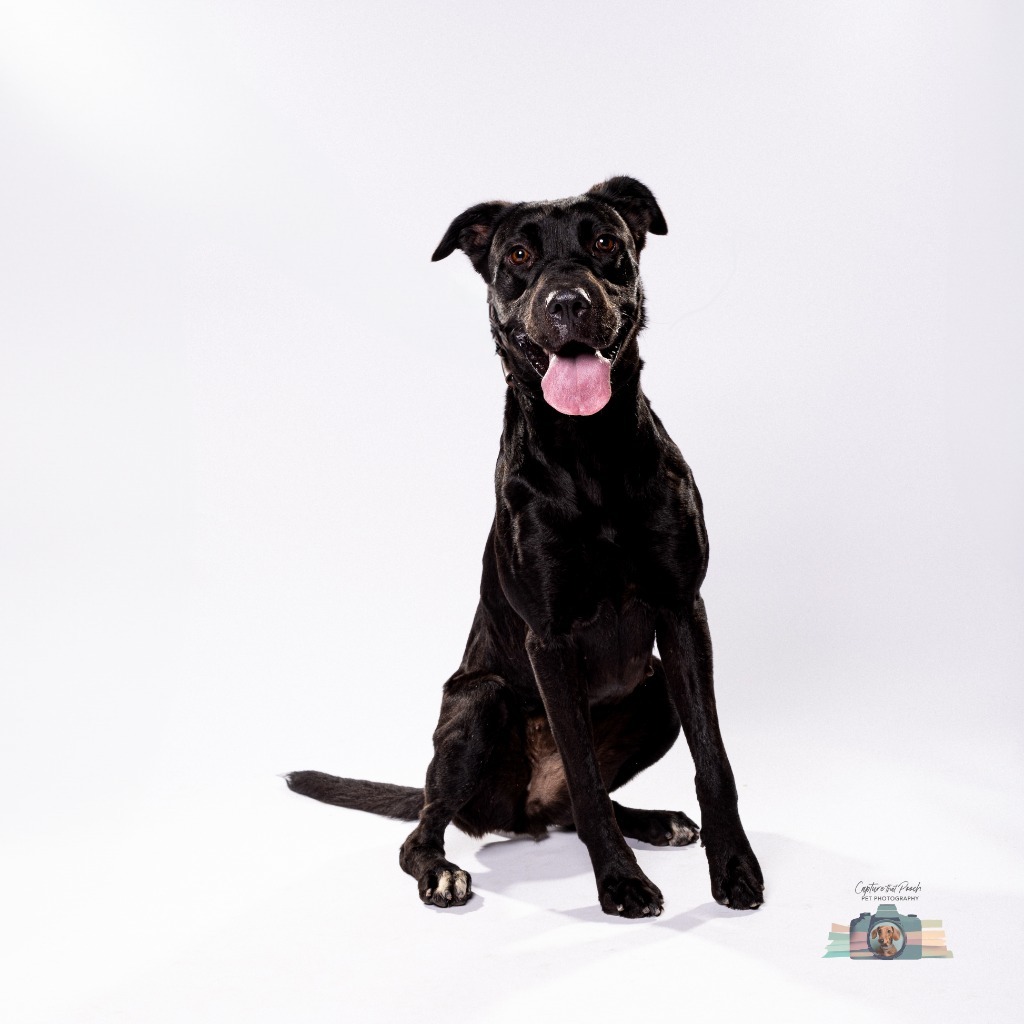 Hera, an adoptable Labrador Retriever in El Paso, TX, 79906 | Photo Image 1