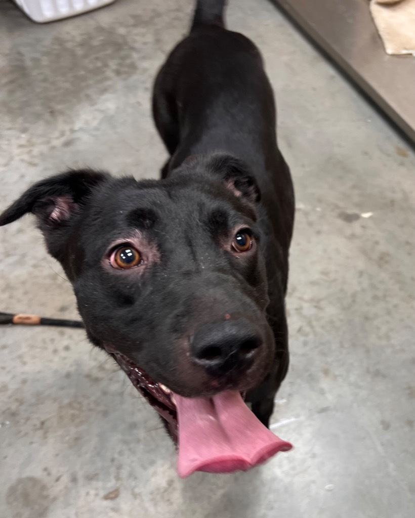 Hera, an adoptable Labrador Retriever in El Paso, TX, 79906 | Photo Image 2