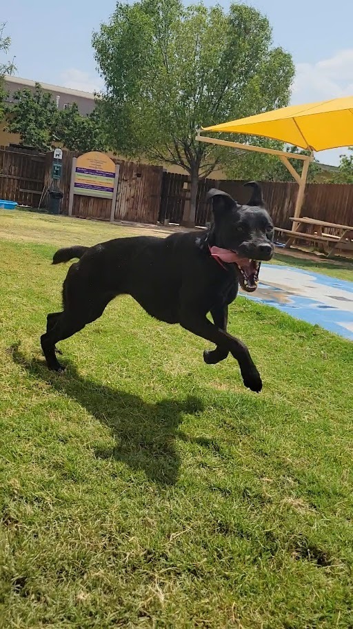 Hera, an adoptable Labrador Retriever in El Paso, TX, 79906 | Photo Image 3