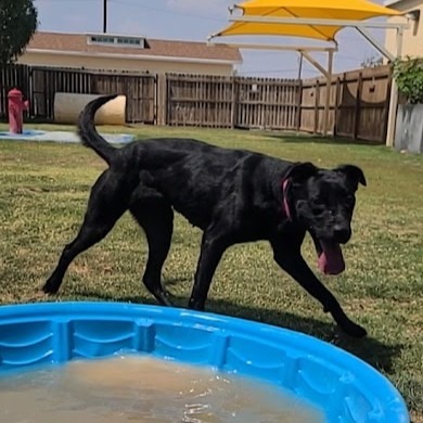 Hera, an adoptable Labrador Retriever in El Paso, TX, 79906 | Photo Image 4